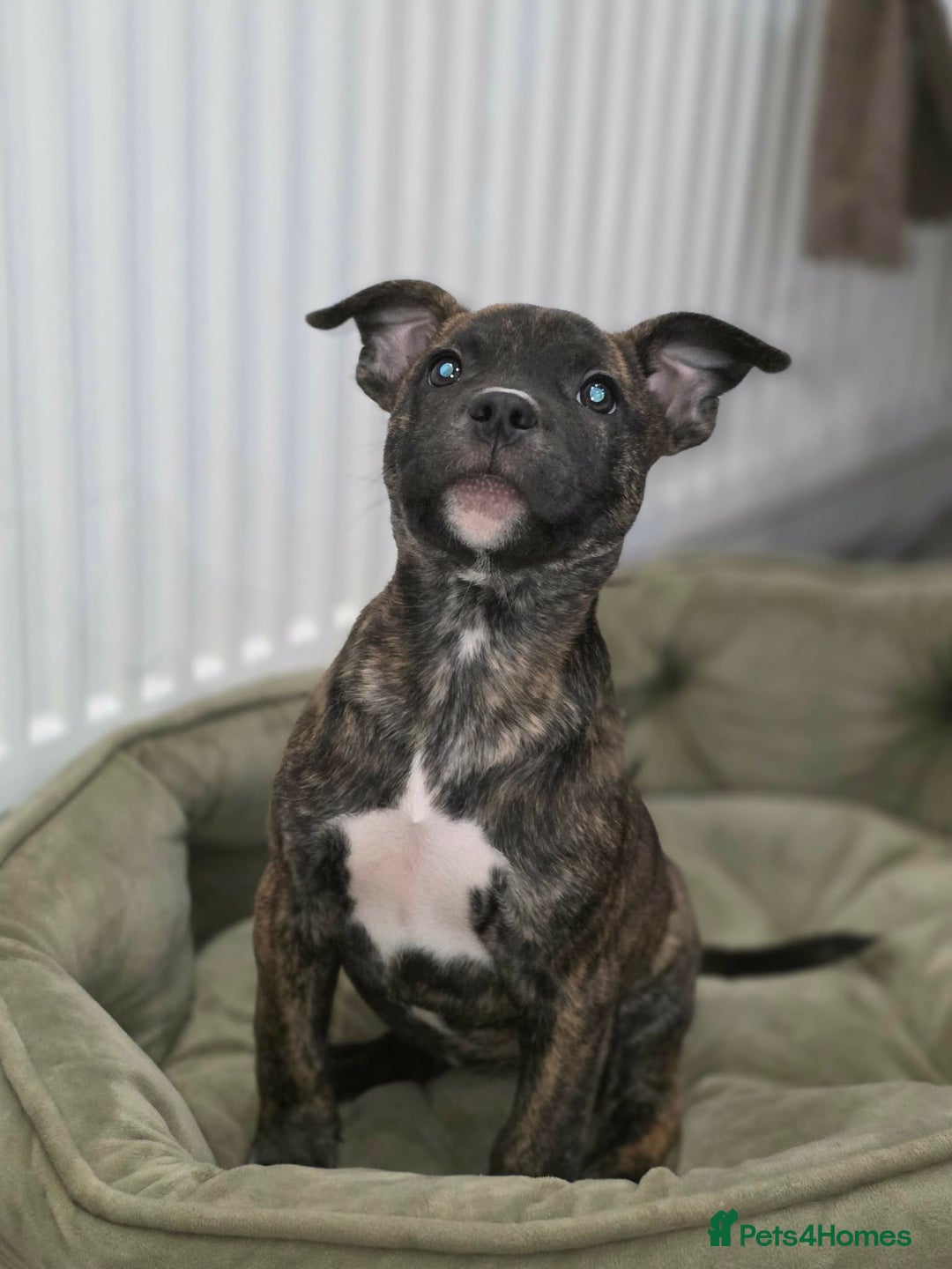 Mixed Breed dogs for sale: Staffordshire bull terrier  - Advert 2