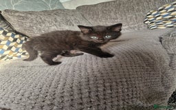 British Shorthair cats for sale: 4 kittens available to go now - Advert 5