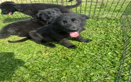 German Shepherd dogs for sale: German shepherd puppies  - Image 7