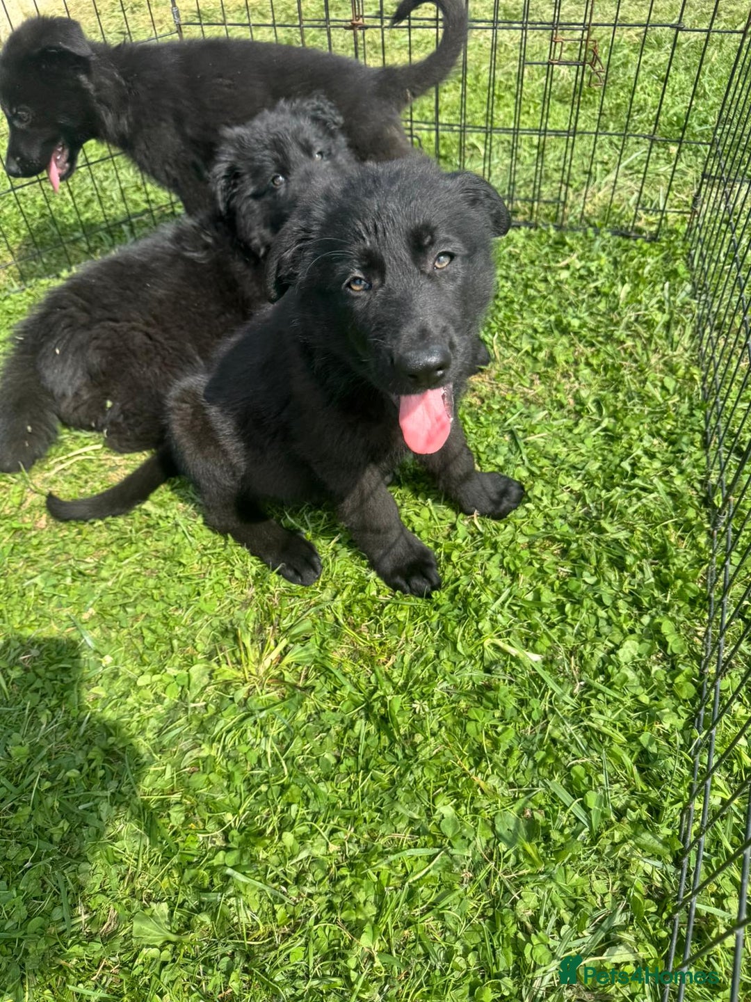 German Shepherd dogs for sale: German shepherd puppies  - Image 7