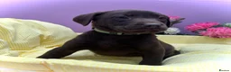 Labrador Retriever dogs for sale: Labrador puppies  - Advert 4