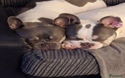 French Bulldog dogs for stud: Jasper available for stud - Advert 7