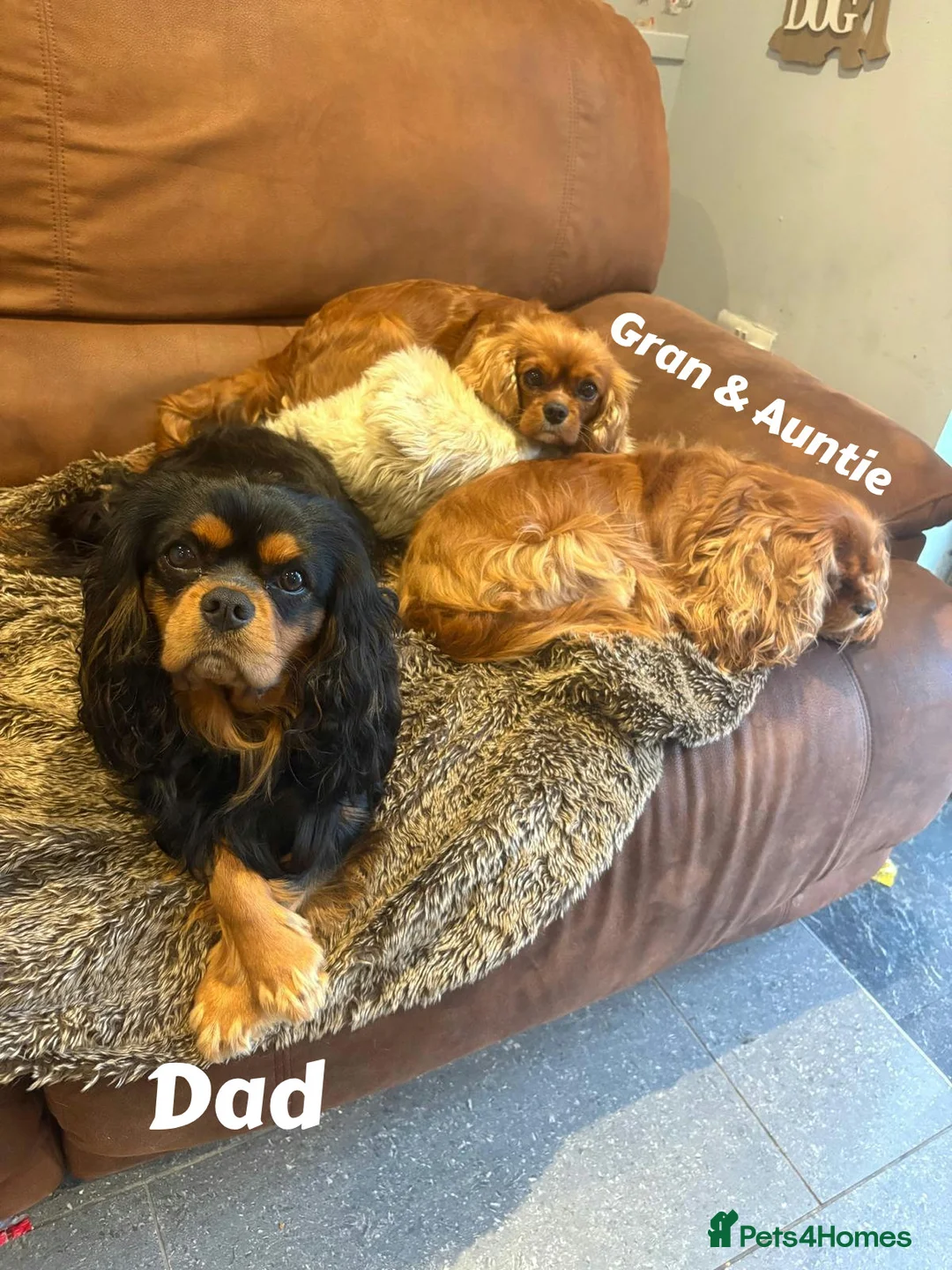 Cavalier King Charles Spaniel dogs for sale: Cavalier King Charles Puppies due 29/4/26 in Keighley - Advert 12