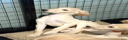 Saluki dogs for sale: Saluki 2 big boys left reduced £ - Advert 18