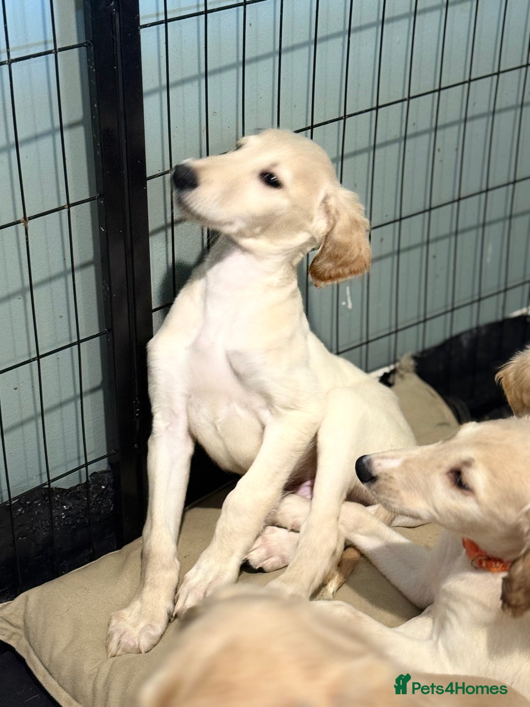 Saluki dogs for sale: Saluki 2 big boys left reduced £ - Advert 18