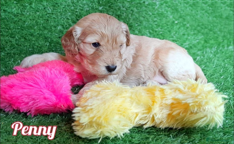 Cockapoo dogs Stunning F1 Cockapoos Available - Advert 4
