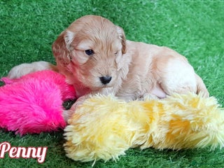 Cockapoo dogs Stunning F1 Cockapoos Available - Advert 1