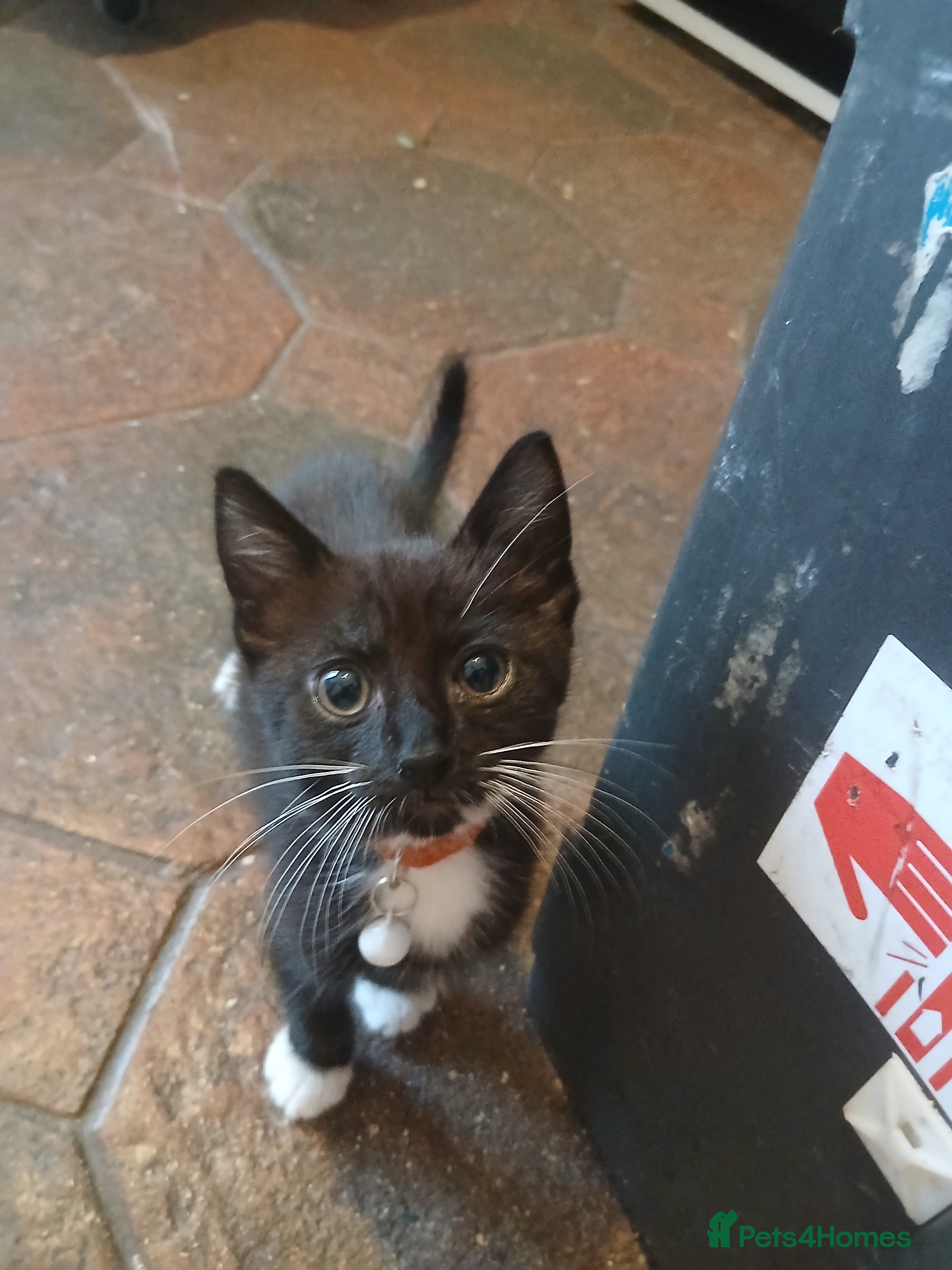 Mixed Breed cats 1 remaining/uncollected kitten - Advert 22