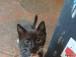 Mixed Breed cats 1 remaining/uncollected kitten - Advert 10