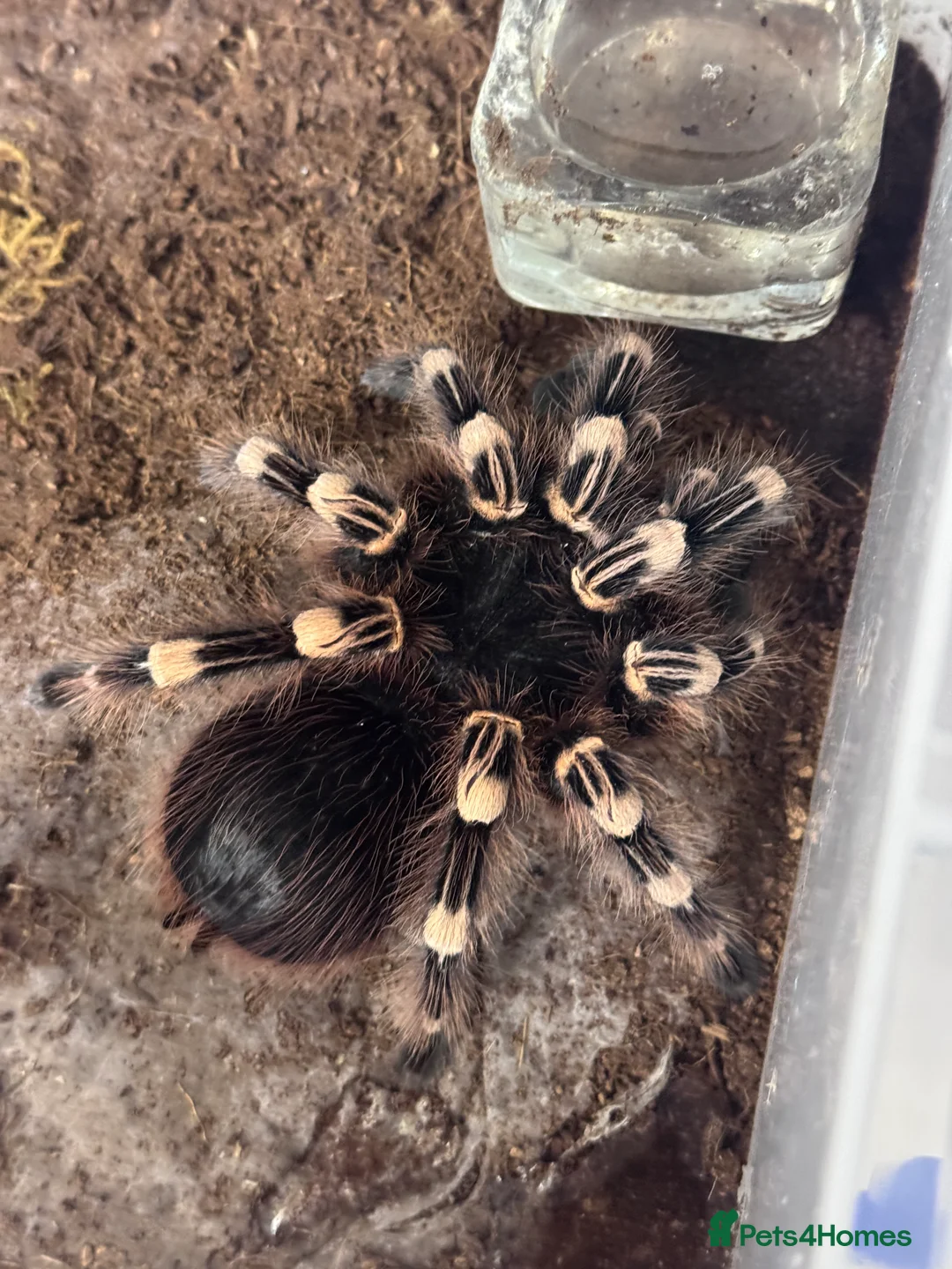 Tarantulas invertebrates for sale: 15 Tarantulas  adult/subadult - Advert 8
