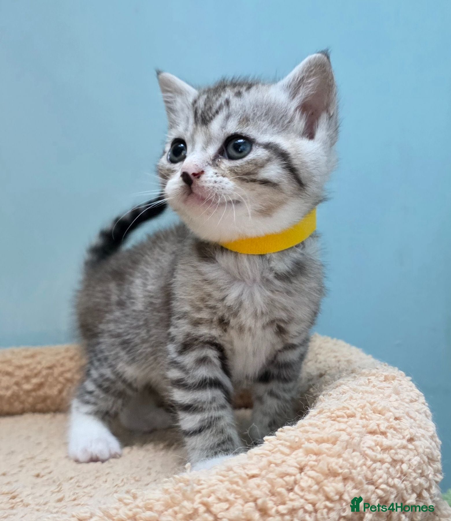 British Shorthair cats Gorgeous British Shorthair Cross kittens - Advert 1