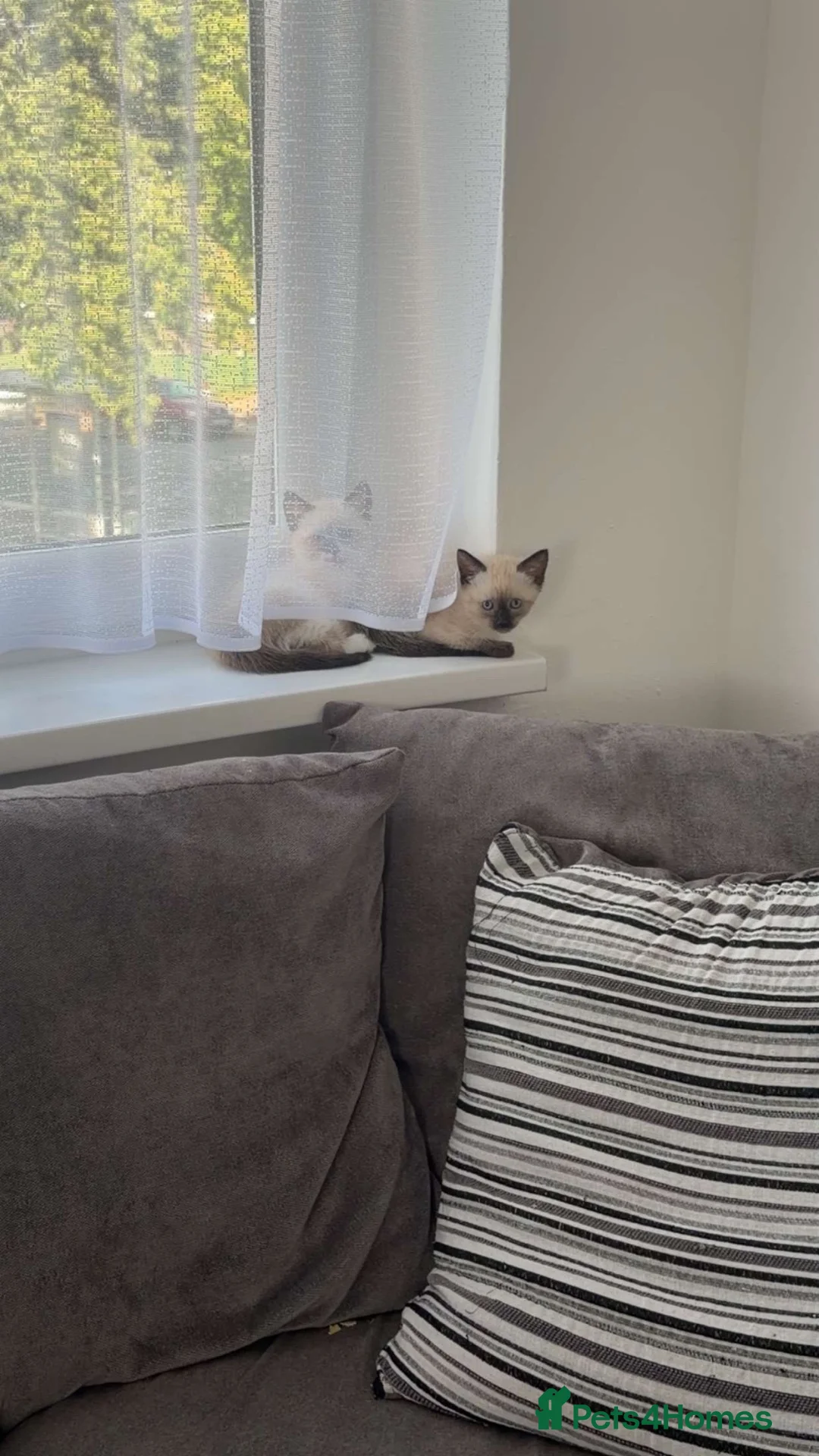 Mixed Breed cats for sale:  ragdoll cross kittens  - Advert 6