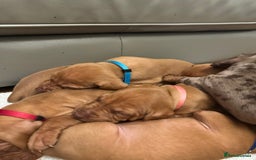 Hungarian Vizsla dogs for sale: Amazing Hungarian vizsla puppies - Image 1