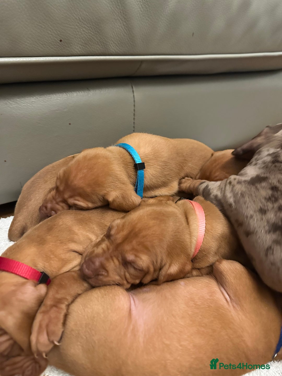 Hungarian Vizsla dogs for sale: Amazing Hungarian vizsla puppies - Image 1