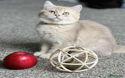 British Shorthair cats for sale: BSH TICA Girls for sale - Image 10