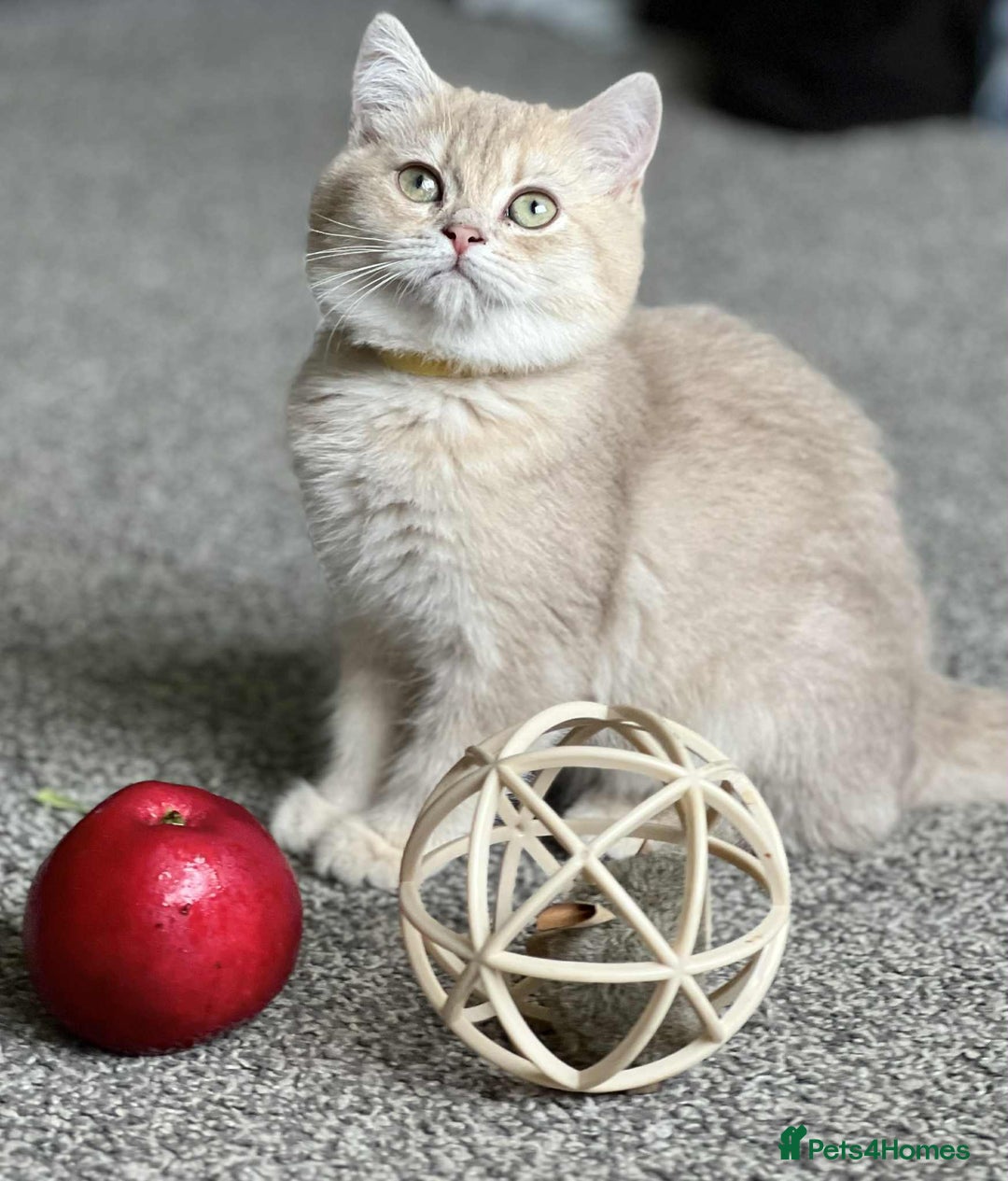 British Shorthair cats for sale: BSH TICA Girls for sale - Image 10