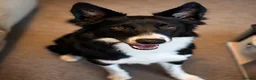Border Collie dogs for sale: Border Collie  - Advert 1