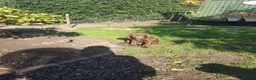 Labrador Retriever dogs for sale: Adorable KC Reg Labrador puppies  - Advert 16