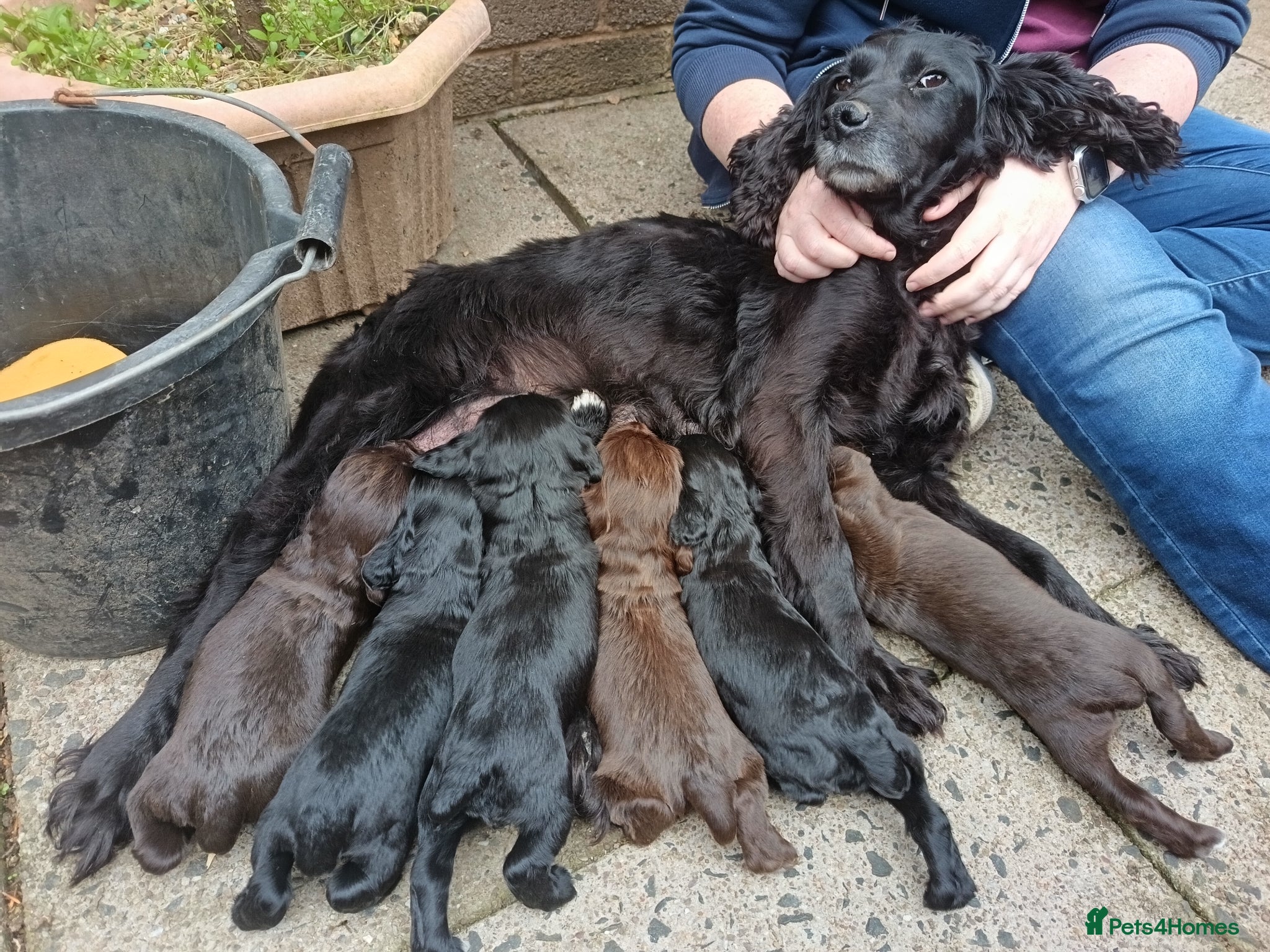 Cocker Spaniel dogs 6 STUNNING KC REGISTERED COCKER SPANIEL PUPPIES  - Advert 11