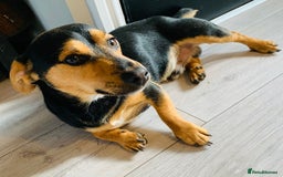 Jack Russell dogs for stud: Miniature Jack Russell for Stud  - Image 2