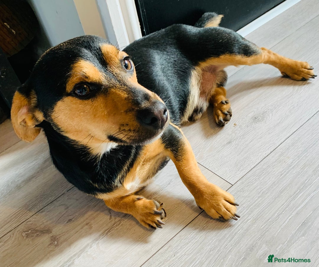 Jack Russell dogs for stud: Miniature Jack Russell for Stud  - Image 2