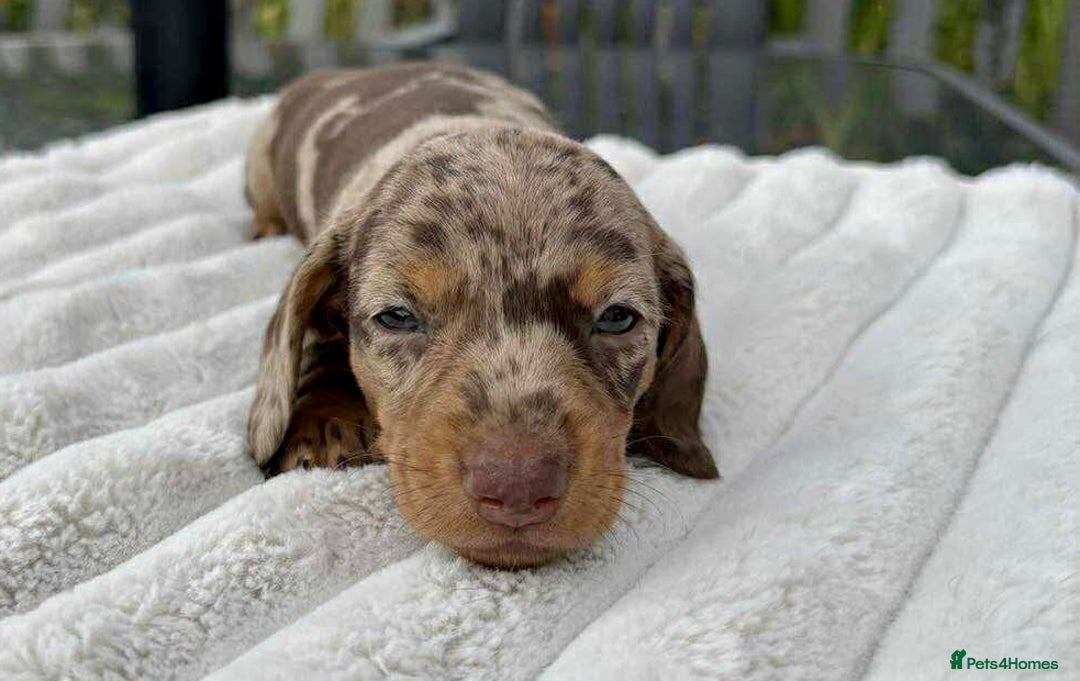 Miniature Dachshund dogs for sale: *READY NOW! 2 STUNNING KC REG MINI DACHSHUND BOYS* - Image 11