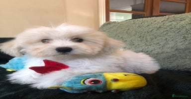 Mixed Breed dogs - Advert 6