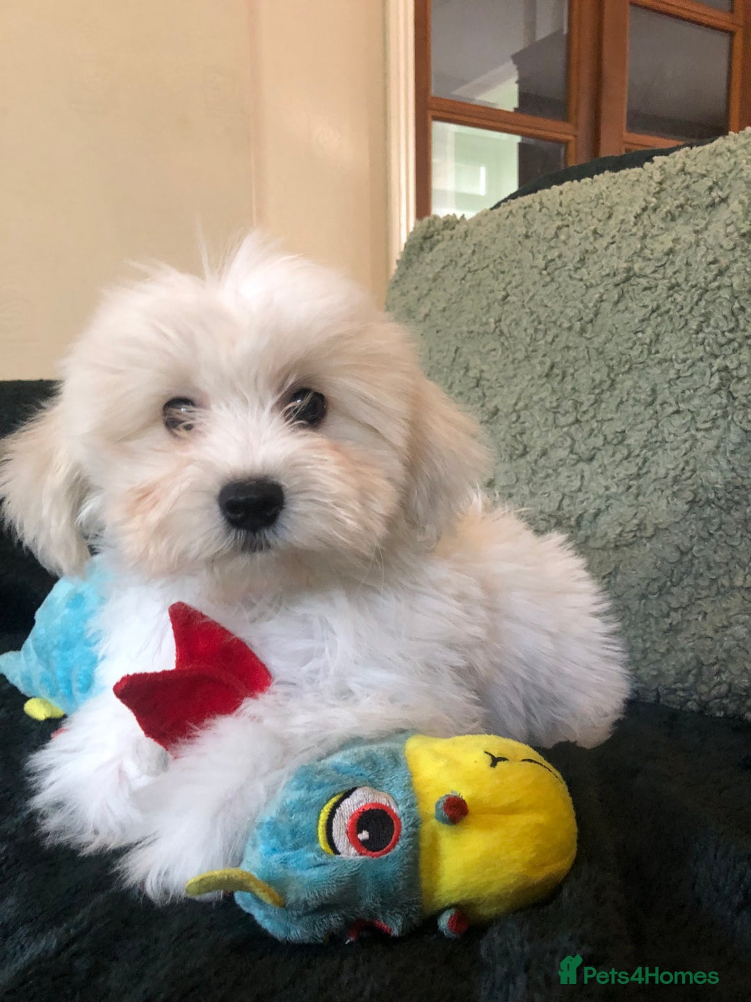Mixed Breed dogs for sale: shihtzu x toy poodle puppies for sale - Image 2