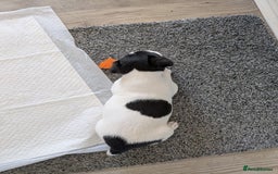 Jack Russell dogs for sale: Jack Russell  - Image 3