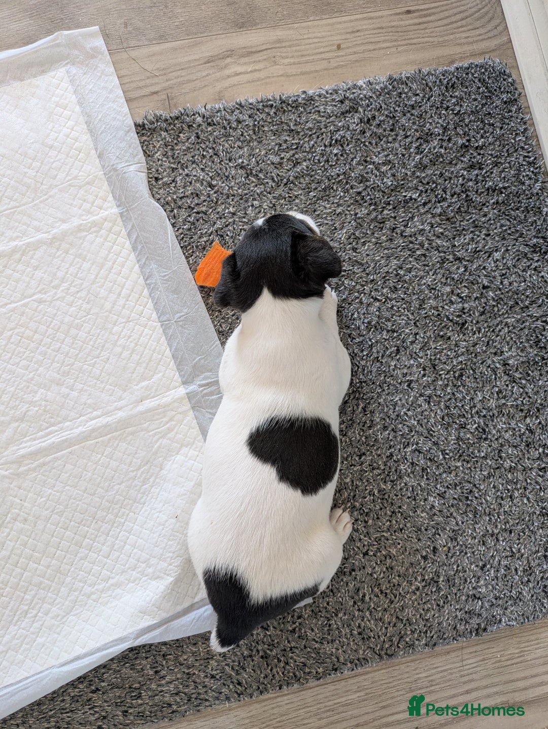 Jack Russell dogs for sale: Jack Russell  - Image 3