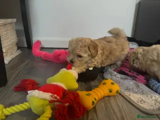 Maltipoo dogs Maltipoo puppies ❤️(only boys available) - Advert 14