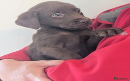 Labrador Retriever dogs for sale: Working Line Chocolate Labrador puppies  - Image 6