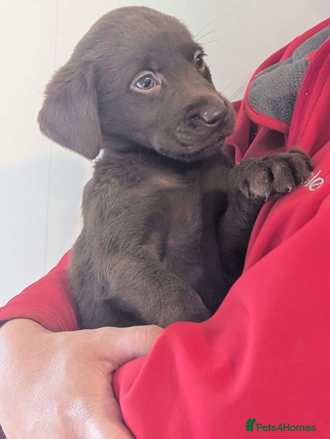 Labrador Retriever dogs for sale: Working Line Chocolate Labrador puppies  - Image 6