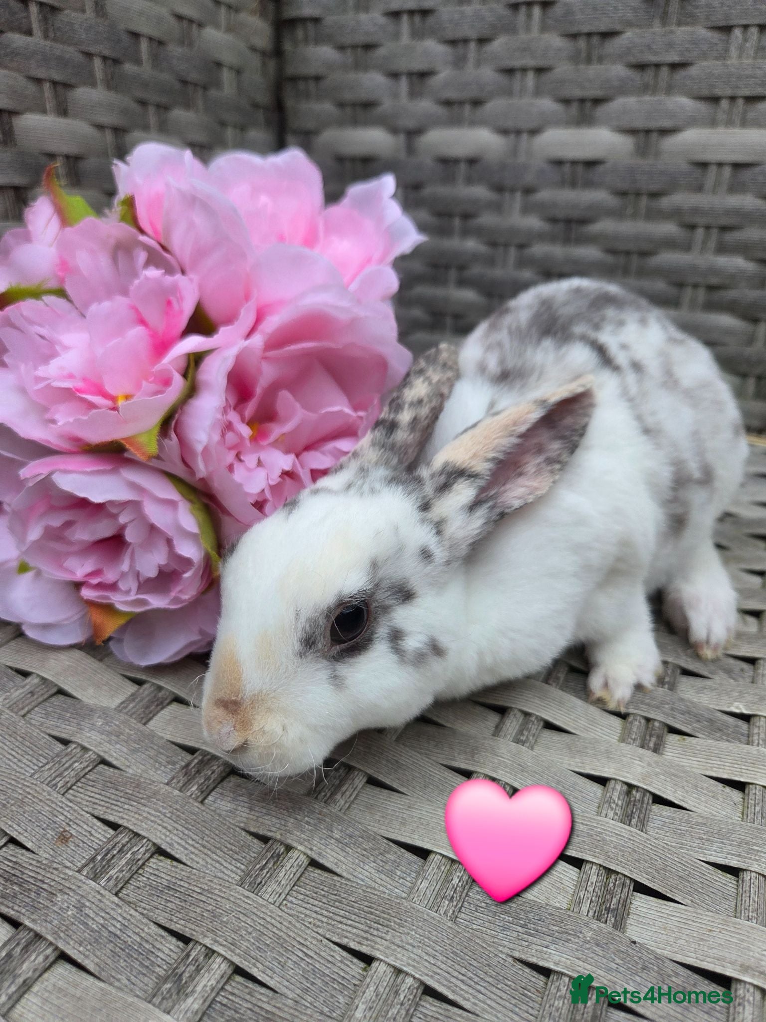 Rex rabbits 🐰Beautiful mini rex babies ready now 🐰 - Advert 2