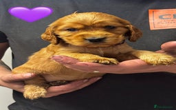 Cocker Spaniel dogs for sale: Outstanding KC Show Cocker Spaniels - Image 8