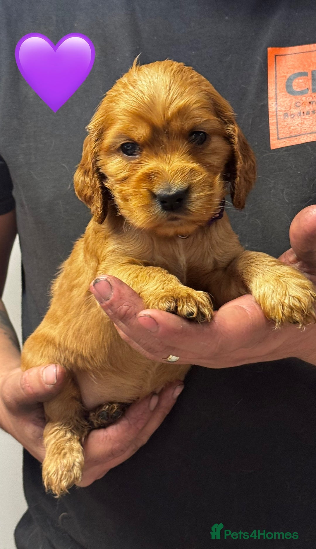 Cocker Spaniel dogs for sale: Outstanding KC Show Cocker Spaniels - Image 8