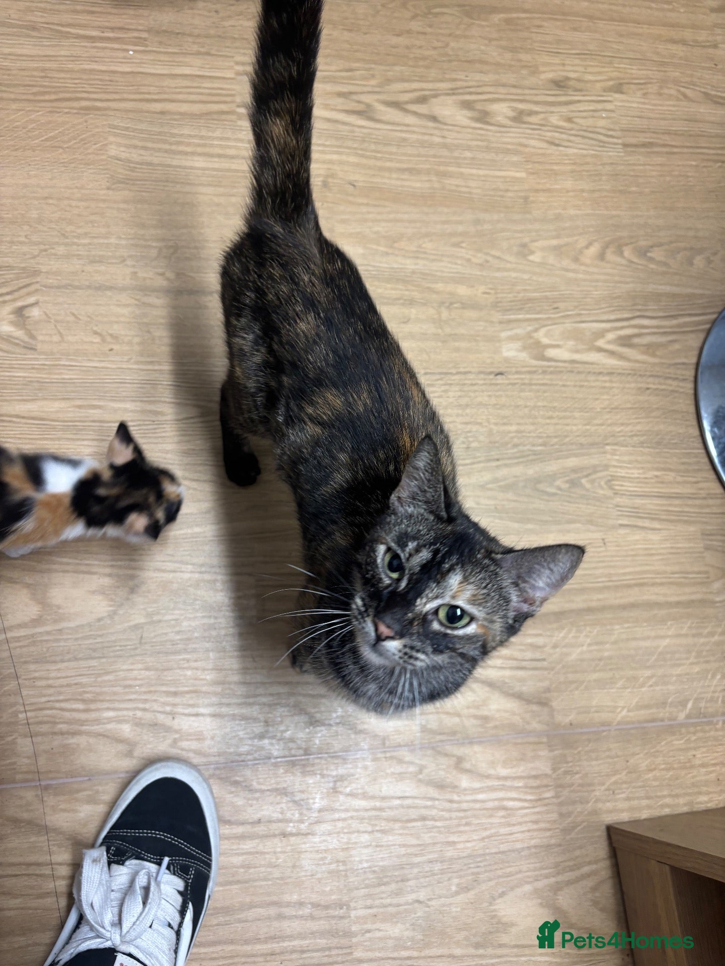 Mixed Breed cats 4 gorgeous kitties looking for their families 😍 - Advert 1