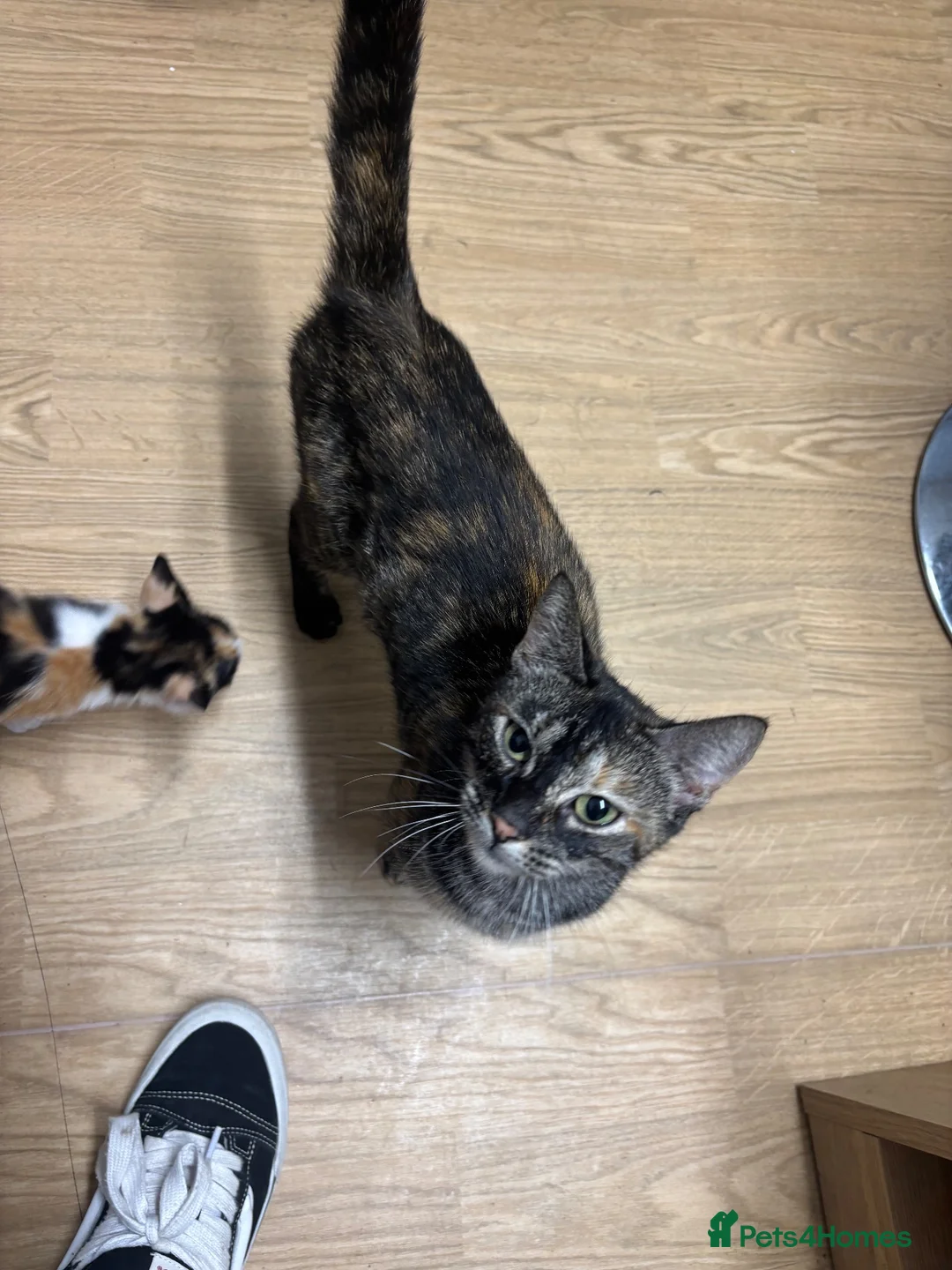 Mixed Breed cats for sale: 4 gorgeous kitties looking for their families 😍 - Advert 1