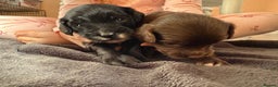 Mixed Breed dogs for sale: 2 beautiful sproodle girls - Advert 8