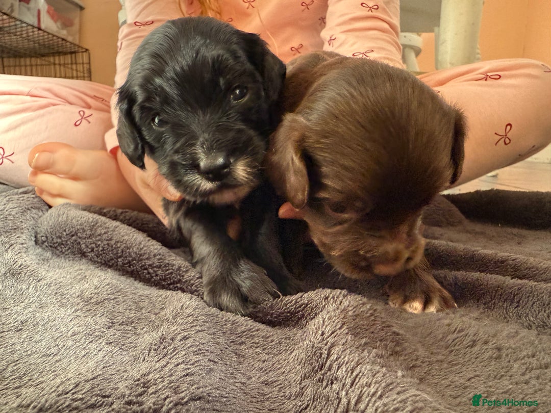 Mixed Breed dogs for sale: 2 beautiful sproodle girls - Advert 8