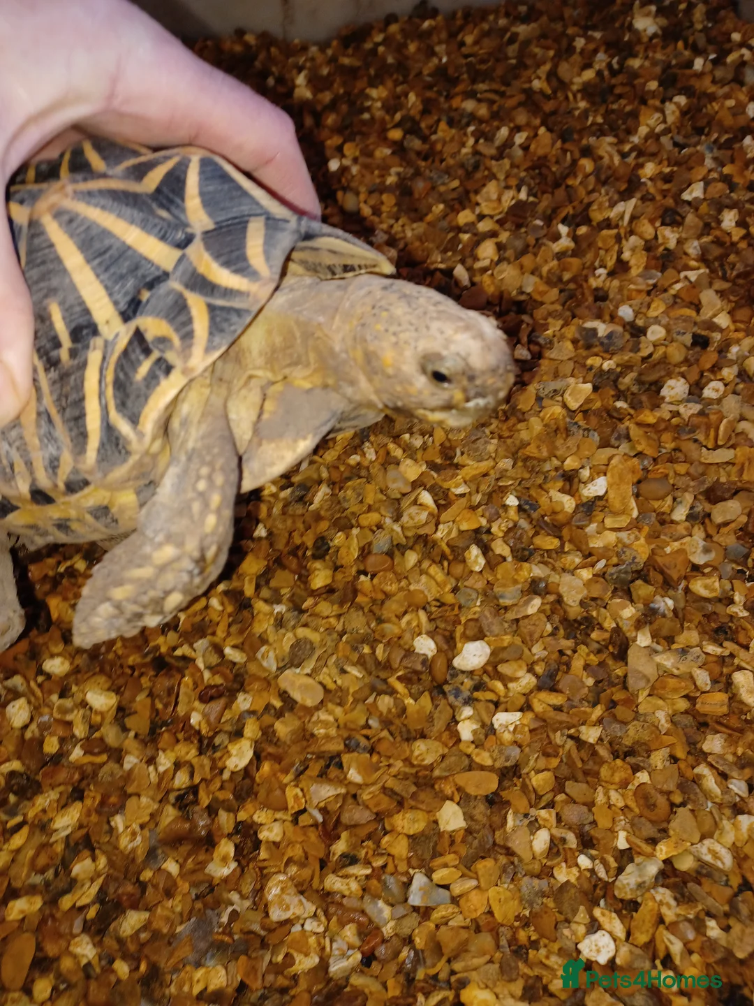 Tortoise reptiles for sale: MALE INDIAN STAR TORTOISE UK BRED 2010 - Advert 5