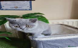 British Shorthair cats for sale: BRITISH SHORTHAIR KITTEN - Advert 6