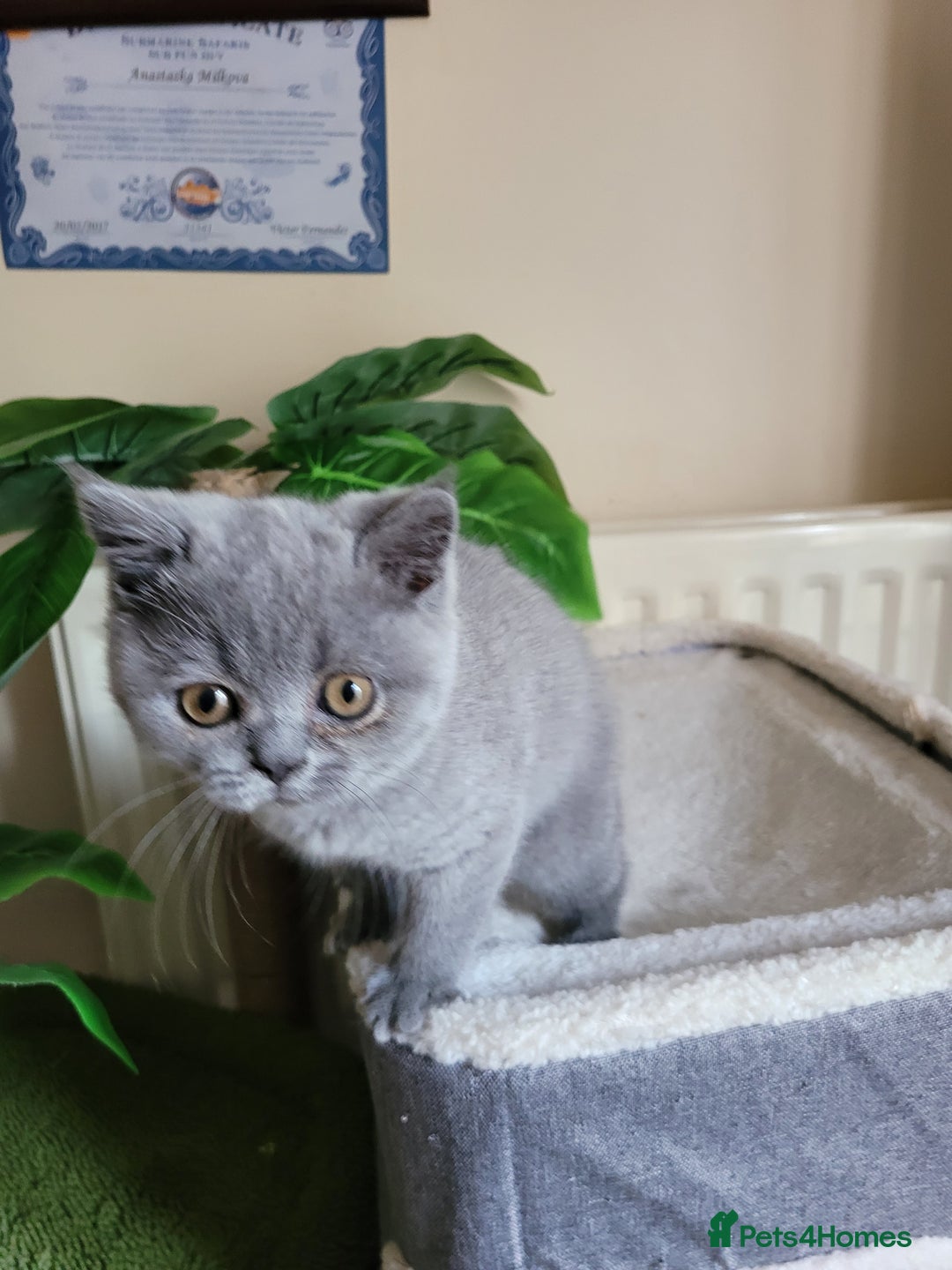 British Shorthair cats for sale: BRITISH SHORTHAIR KITTEN - Advert 6