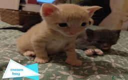 Mixed Breed cats for sale: 6 Gorgeous Kittens Looking for Forever Homes  - Image 6