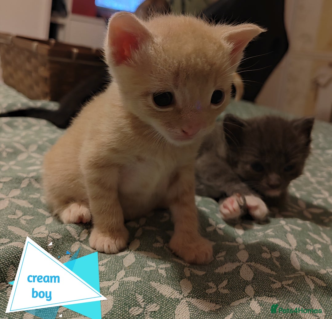 Mixed Breed cats for sale: 6 Gorgeous Kittens Looking for Forever Homes  - Image 6