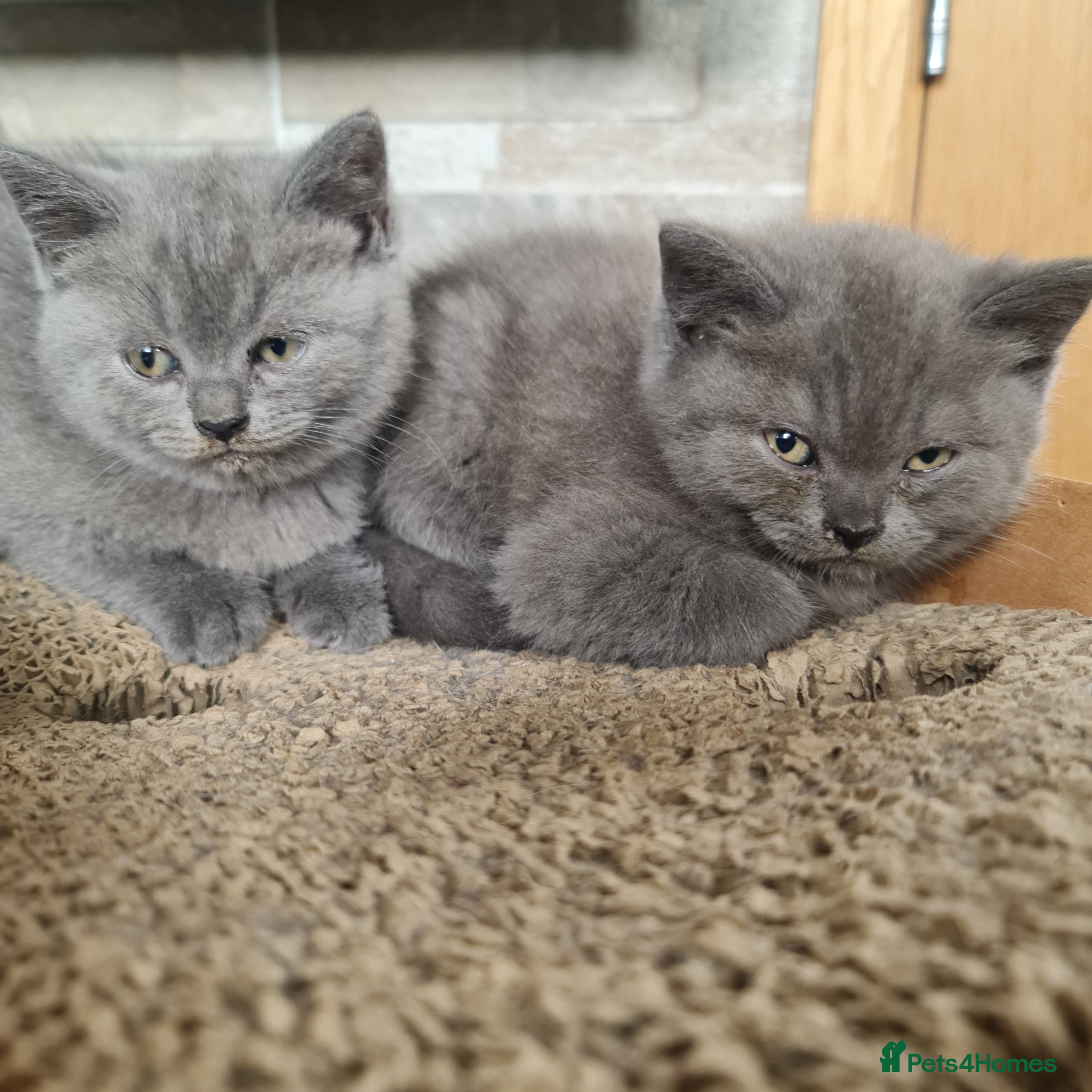 British Shorthair cats British shorthair  - Advert 1