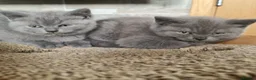 British Shorthair cats for sale: British shorthair  - Advert 1
