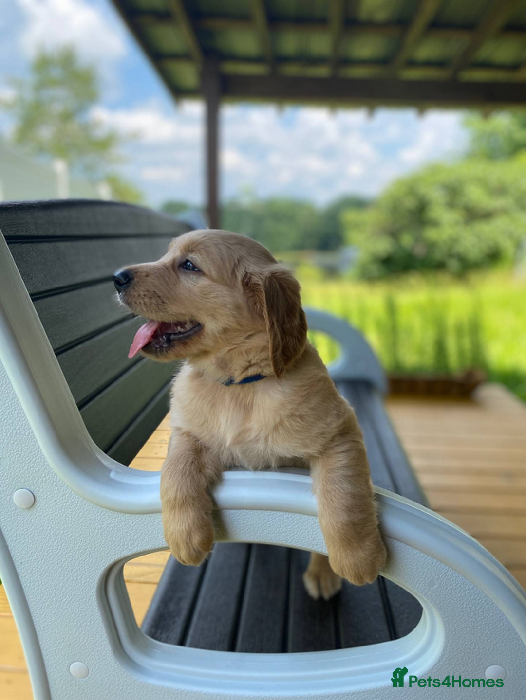 Golden Retriever dogs for sale: beautiful litter of kc Golden Retriever puppies - Image 10