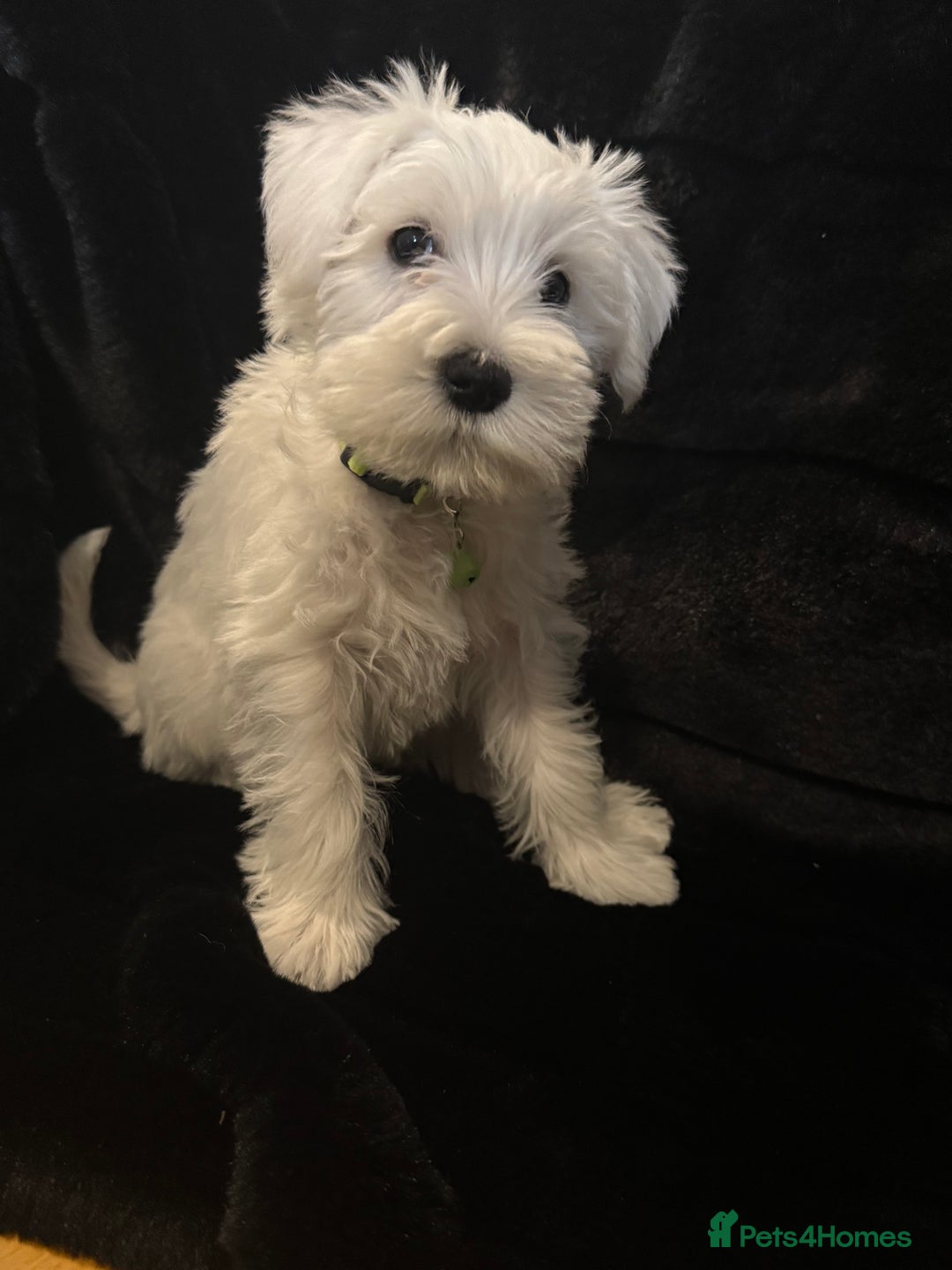 Miniature Schnauzer dogs for stud: Beautiful kc reg Black Mini Schnauzer for stud - Advert 8