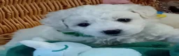Bichon Frise dogs for sale: Bichon Frise (3 girls left ) - Advert 16